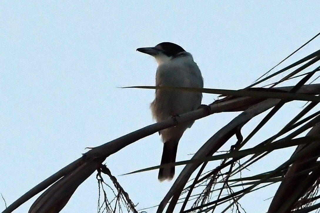 Gray Butcherbird - Isabel Apkarian