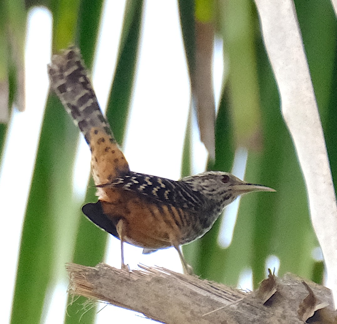 Band-backed Wren - ML616642030