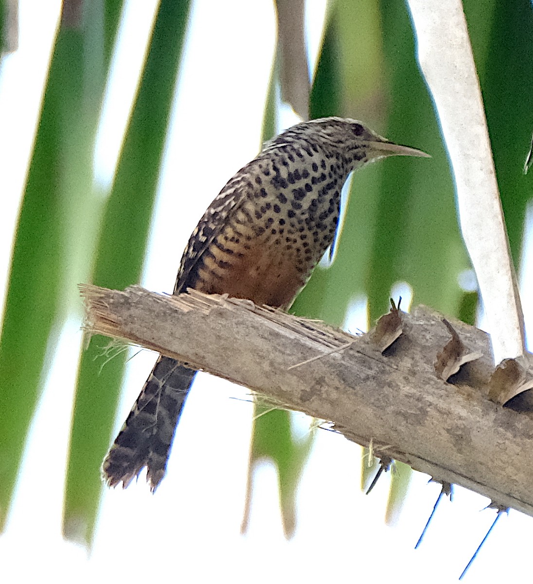 Band-backed Wren - ML616642031