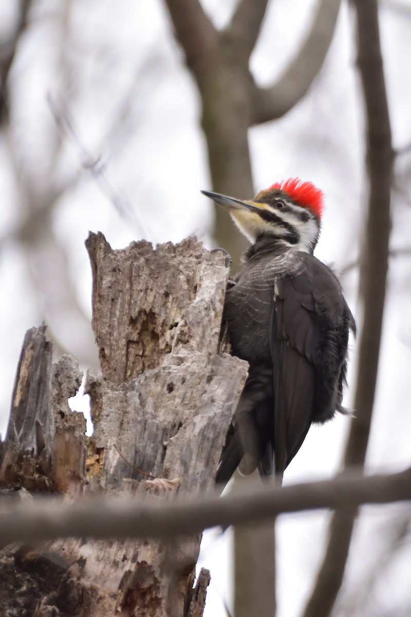 Pileated Woodpecker - ML616642135