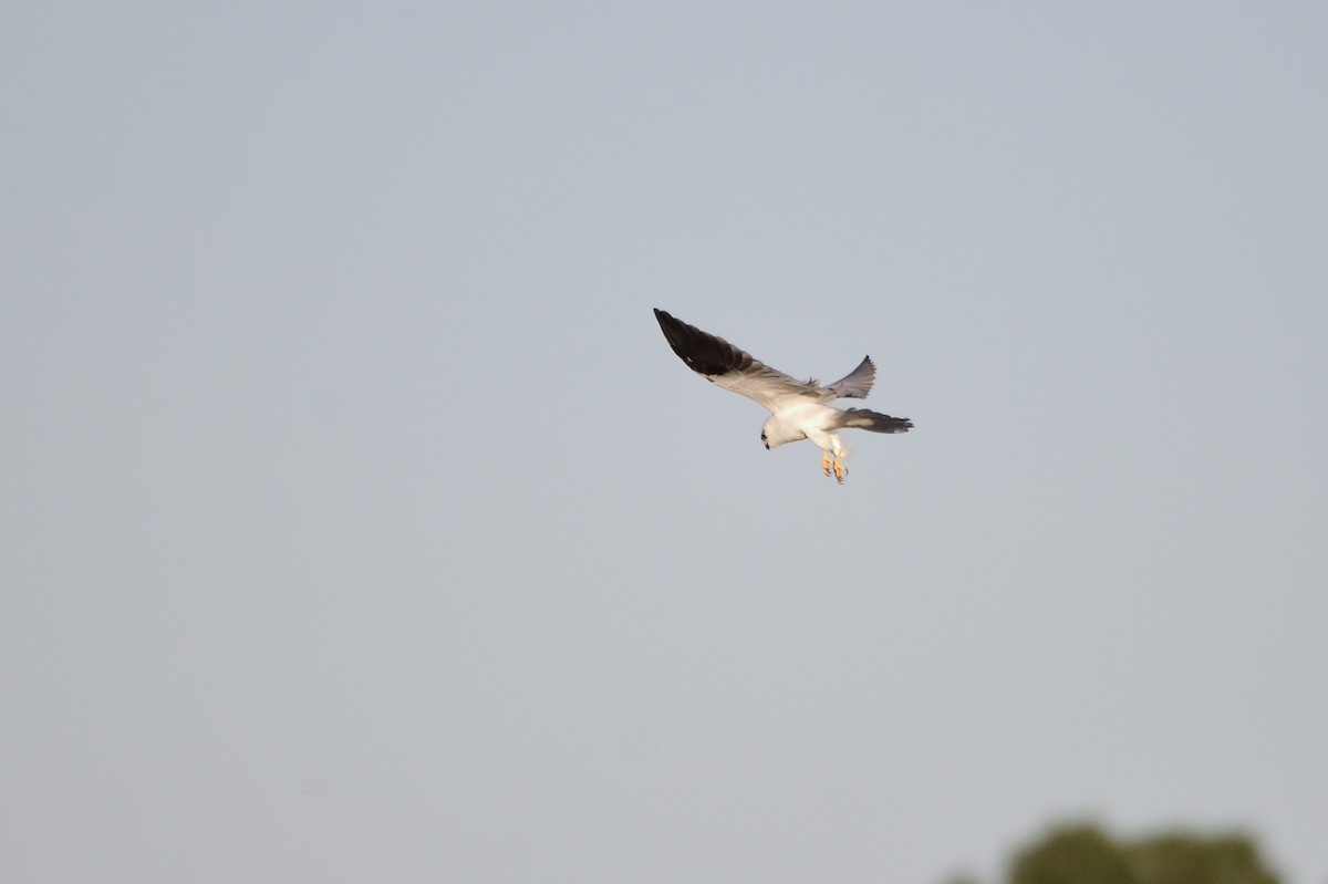 Black-shouldered Kite - ML616642156