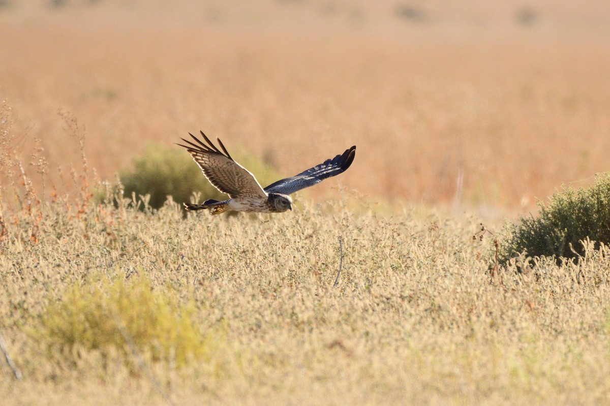 Spotted Harrier - ML616642168