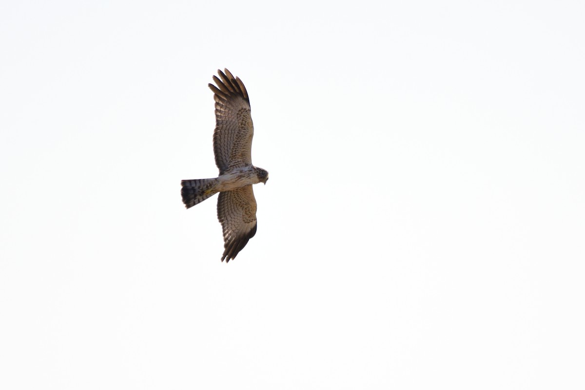 Spotted Harrier - ML616642173
