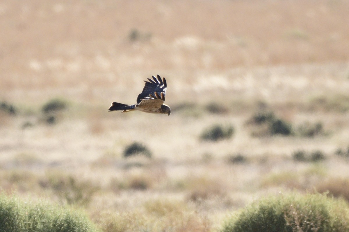 Spotted Harrier - ML616642179