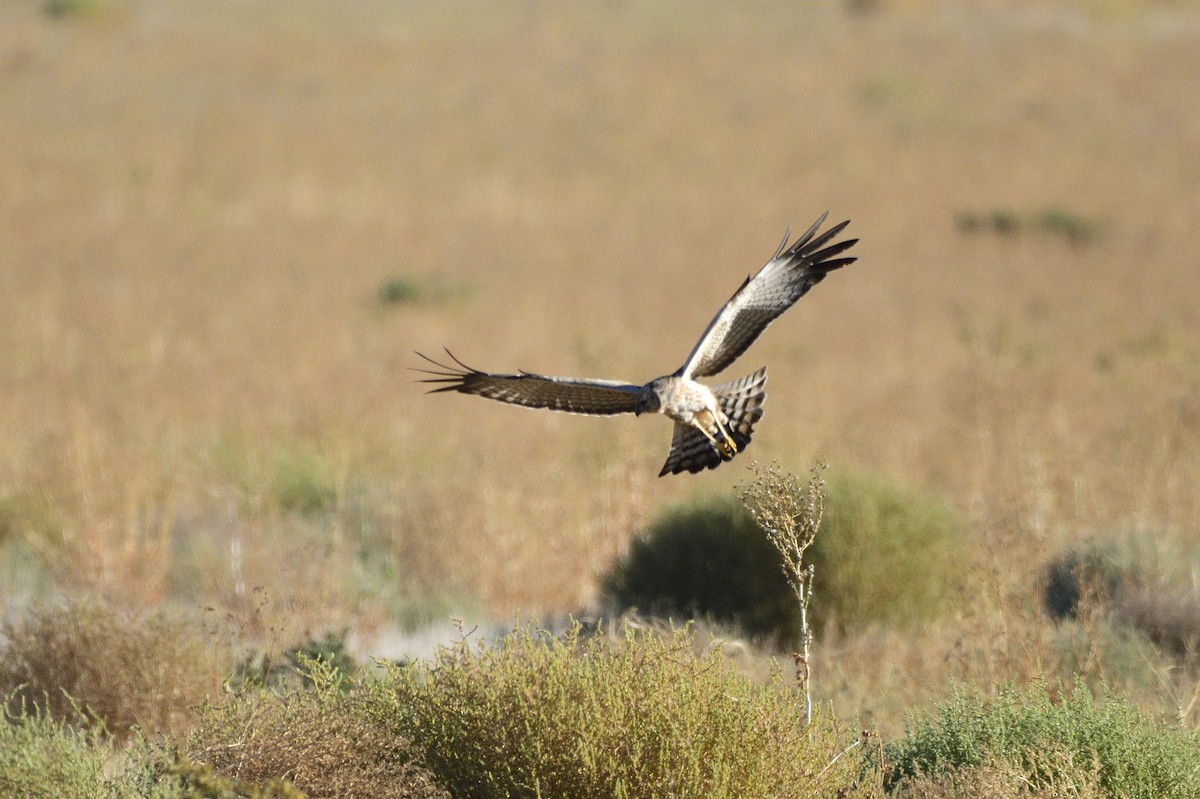Spotted Harrier - ML616642184