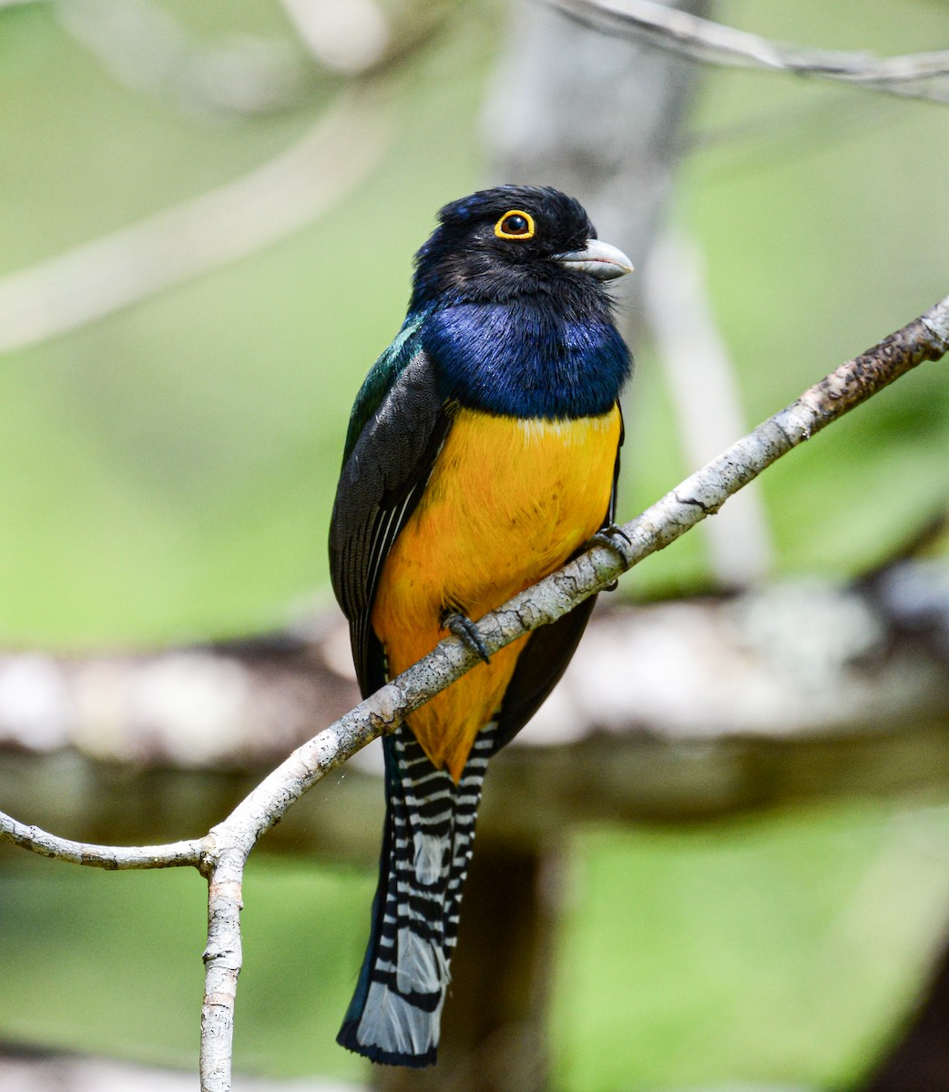 trogon podvazkový - ML616642194