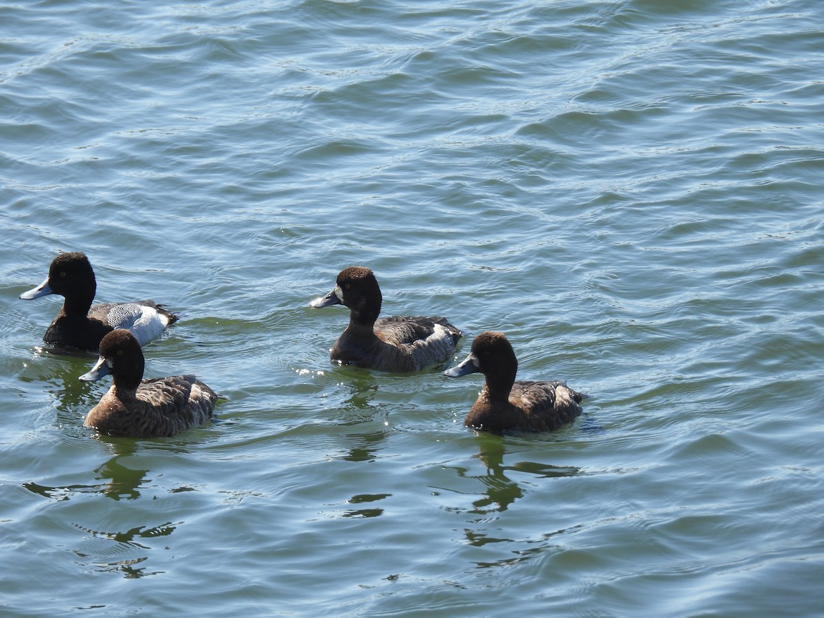 Lesser Scaup - ML616642208