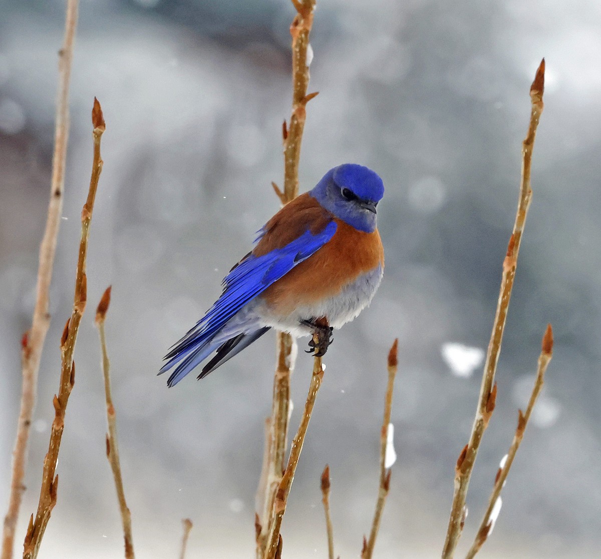 Western Bluebird - Joe Grzybowski