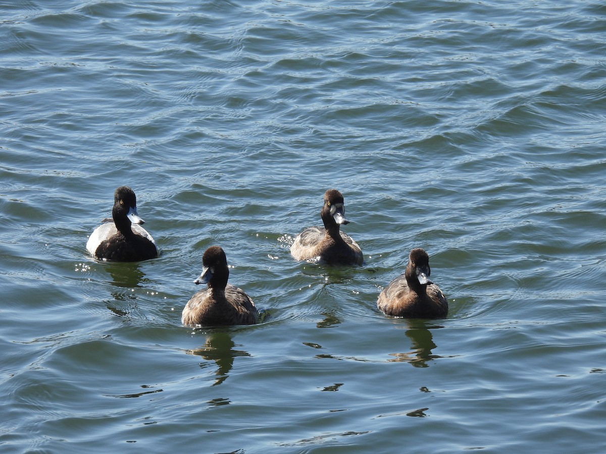 Lesser Scaup - ML616642219