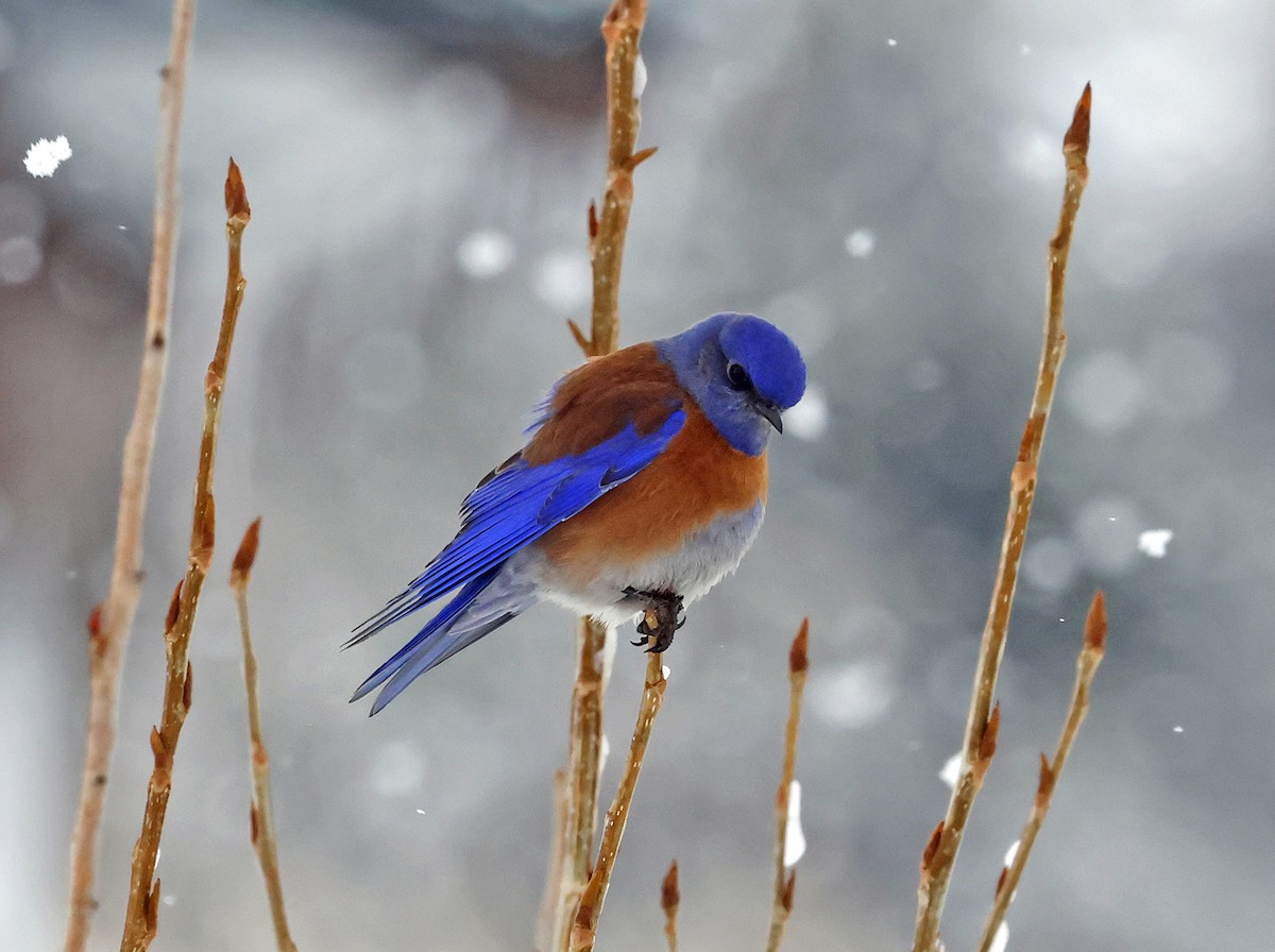 Western Bluebird - ML616642227