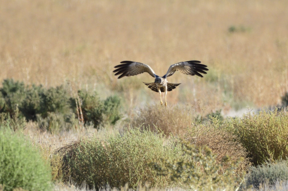 Spotted Harrier - ML616642245