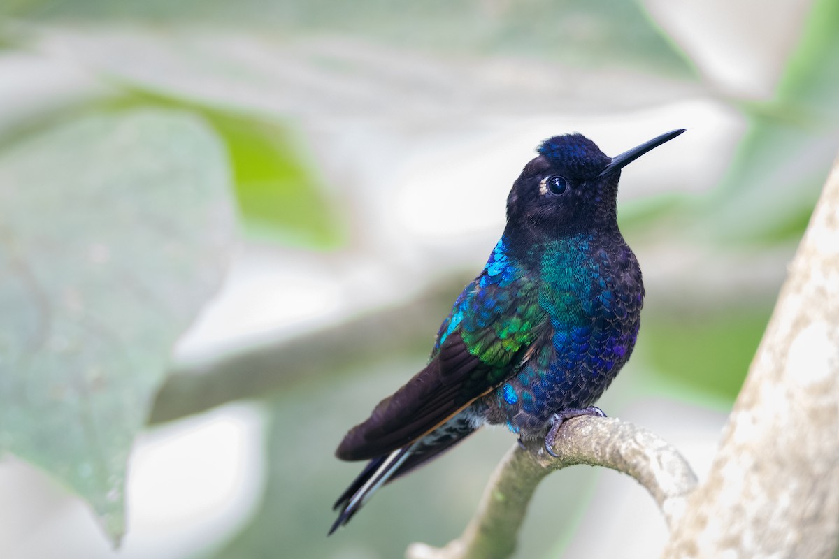 kolibřík hyacintový - ML616642255
