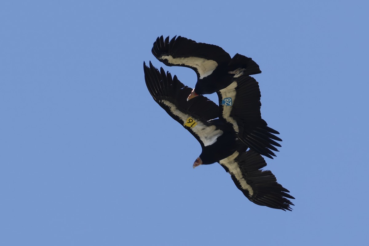 California Condor - ML616642286