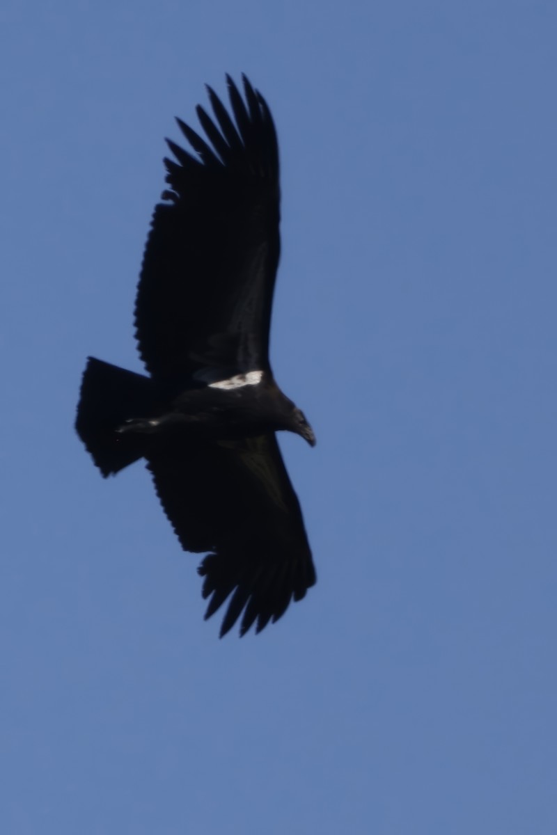 Condor de Californie - ML616642287