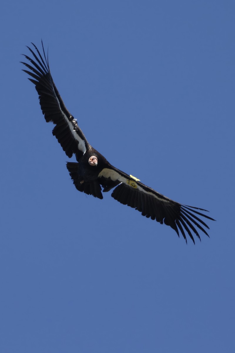 Condor de Californie - ML616642290