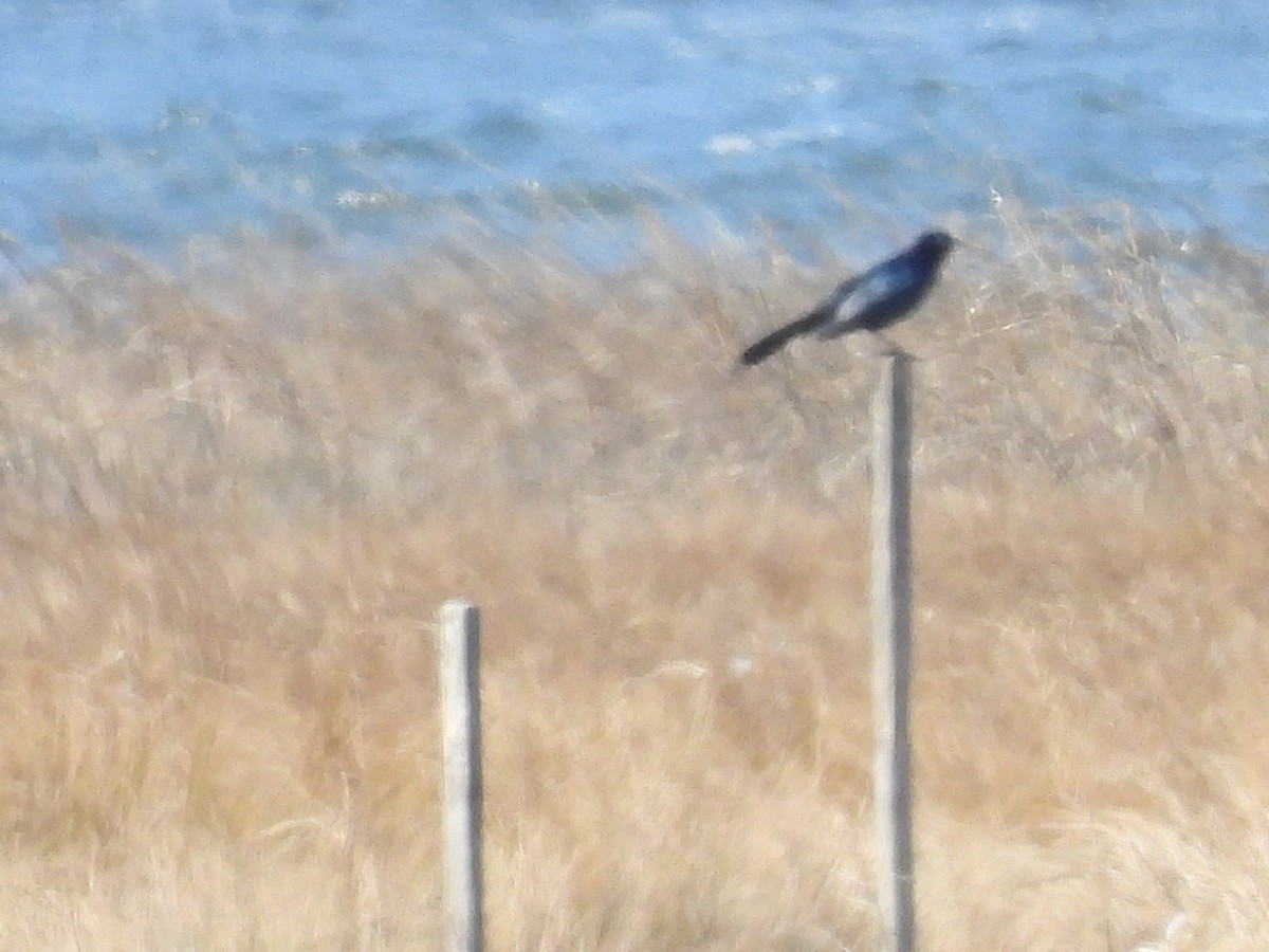 Boat-tailed Grackle - ML616642303