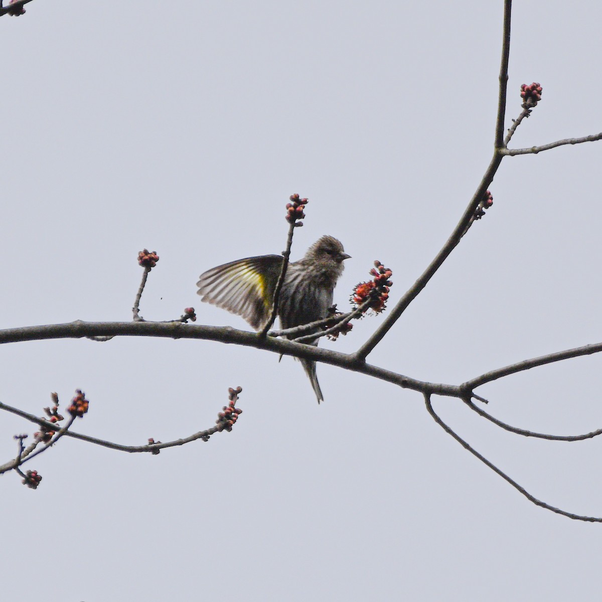 Pine Siskin - ML616642312