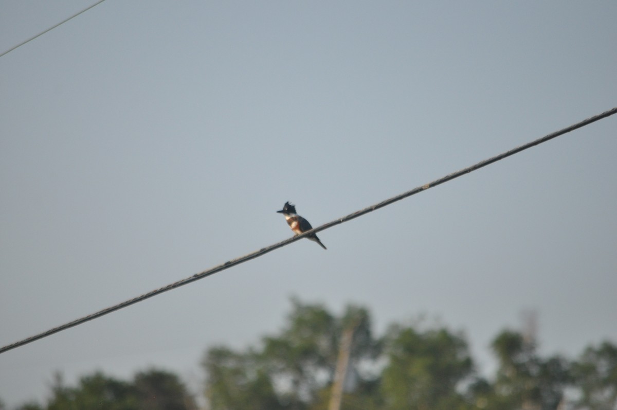 Belted Kingfisher - 🦜 Daniel Correia 🦜