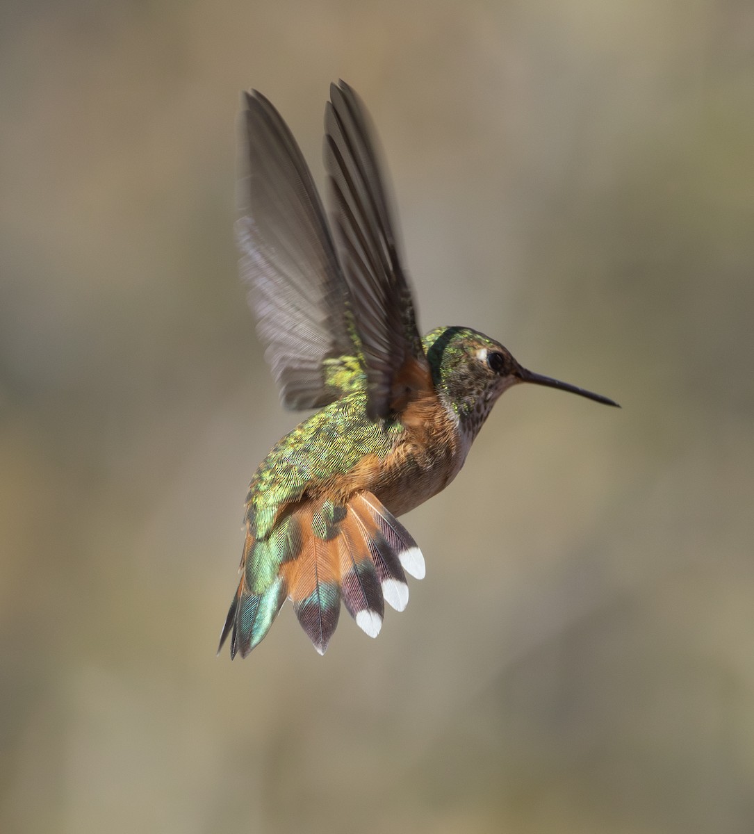 Rufous Hummingbird - ML616642321