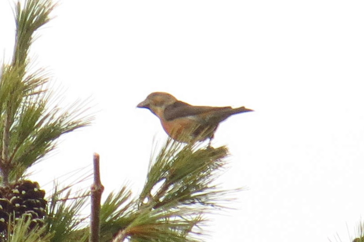 Red Crossbill - ML616642332