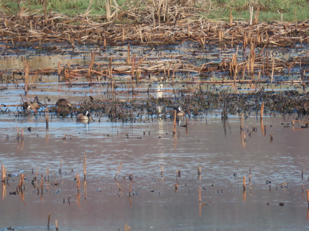 Blue-winged Teal - ML616642344