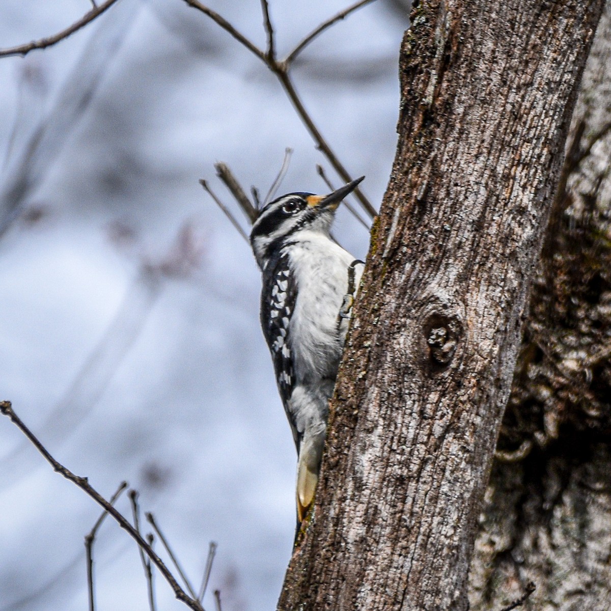 Hairy Woodpecker - ML616642348