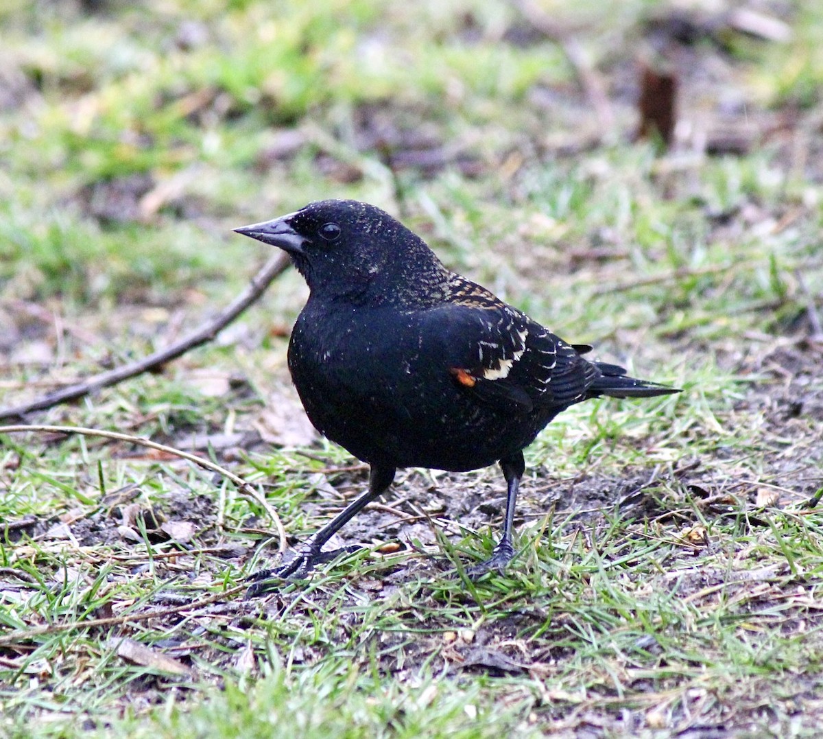 rødvingetrupial (phoeniceus gr.) - ML616642361