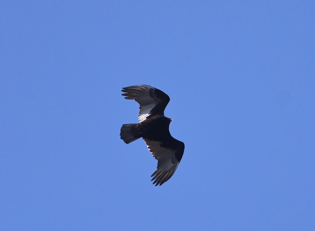 Turkey Vulture - Peter Paul