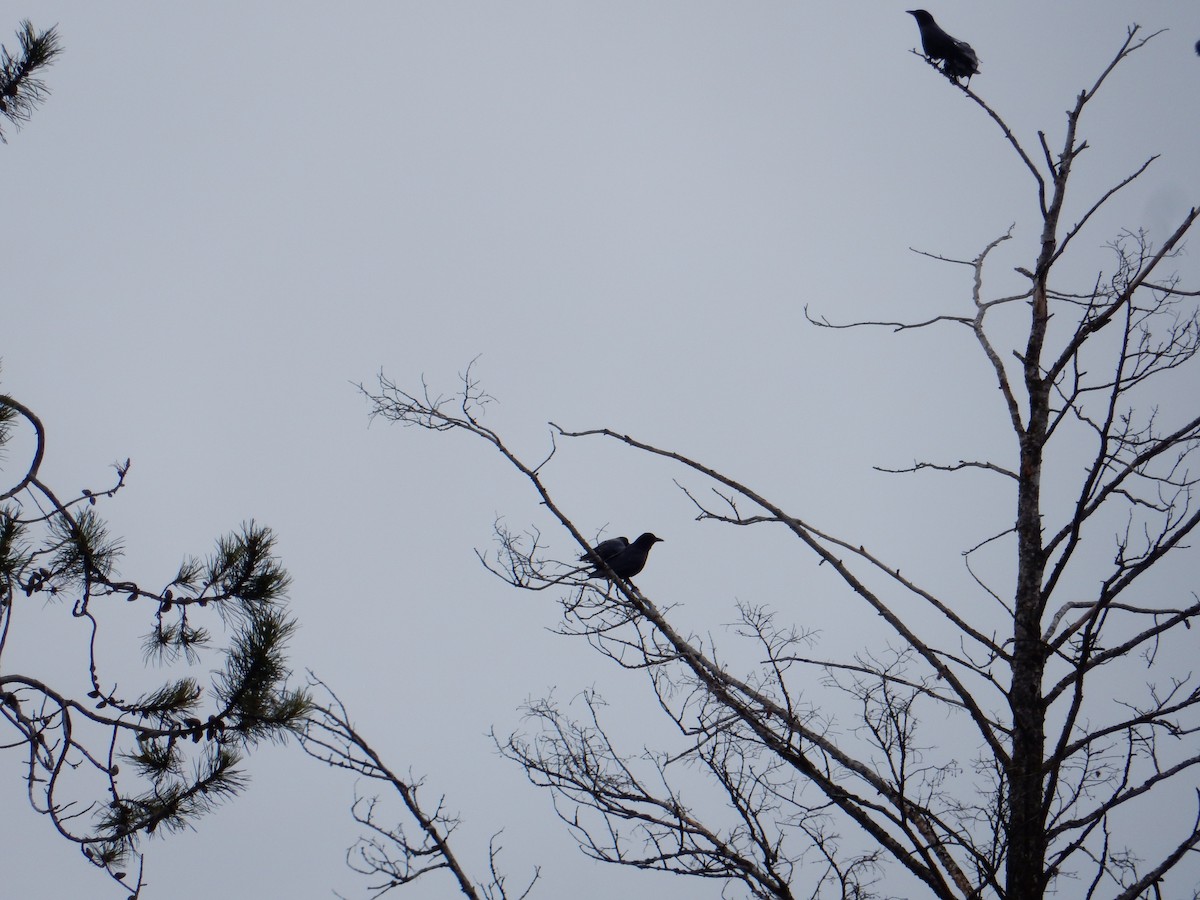 American Crow - Scott Freeman