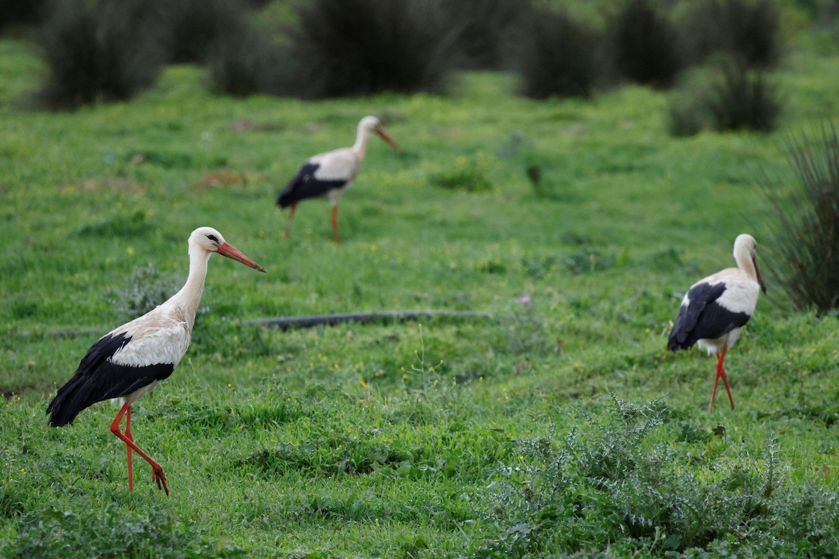 White Stork - Simon Wates