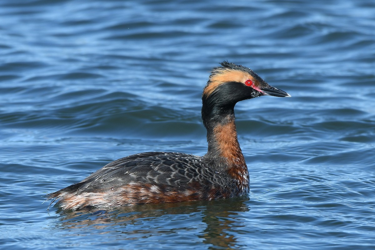 Horned Grebe - ML616642437