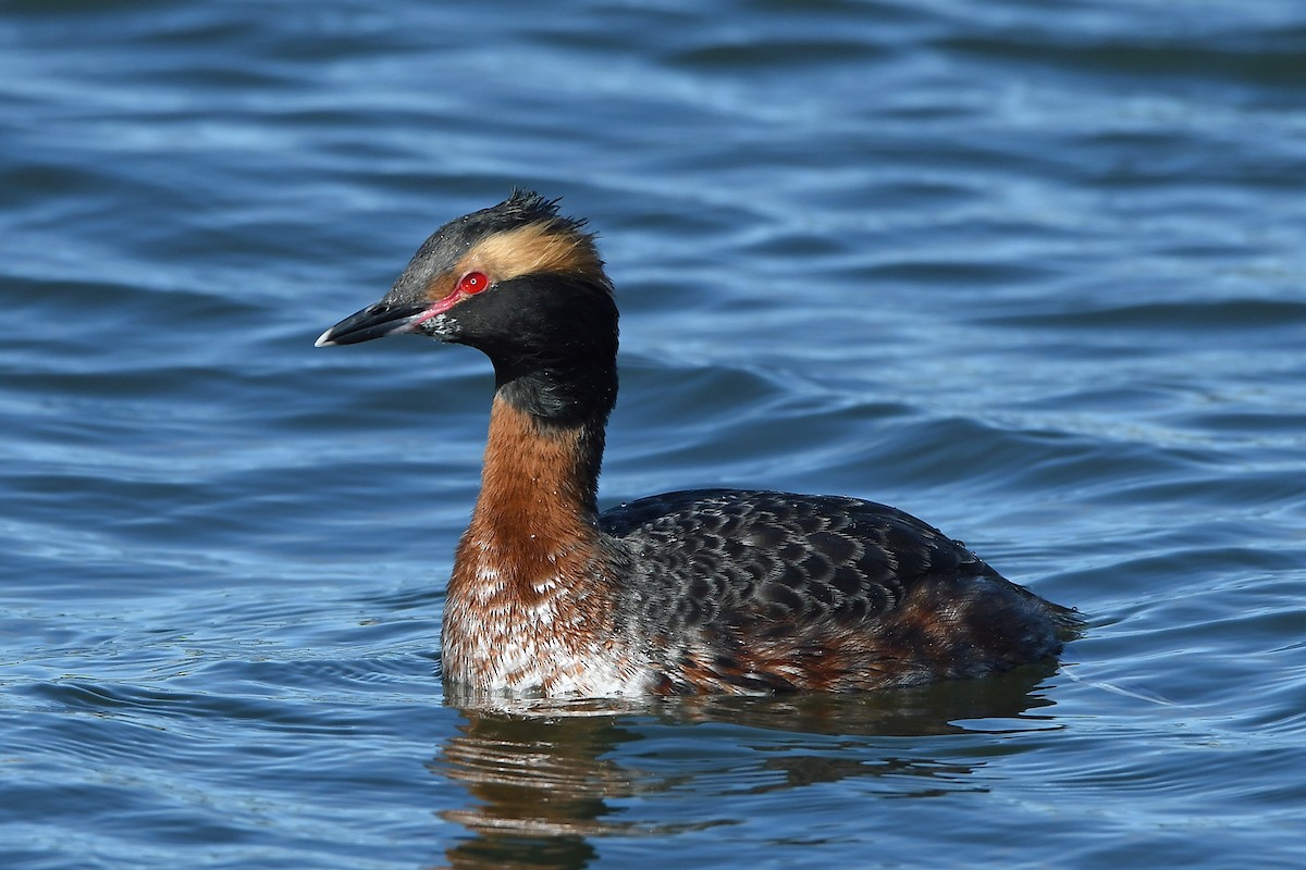 Horned Grebe - ML616642439