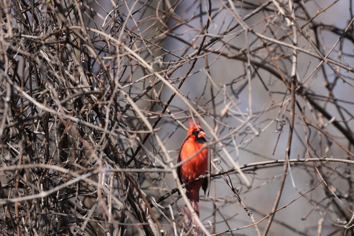 Cardinal rouge - ML616642440