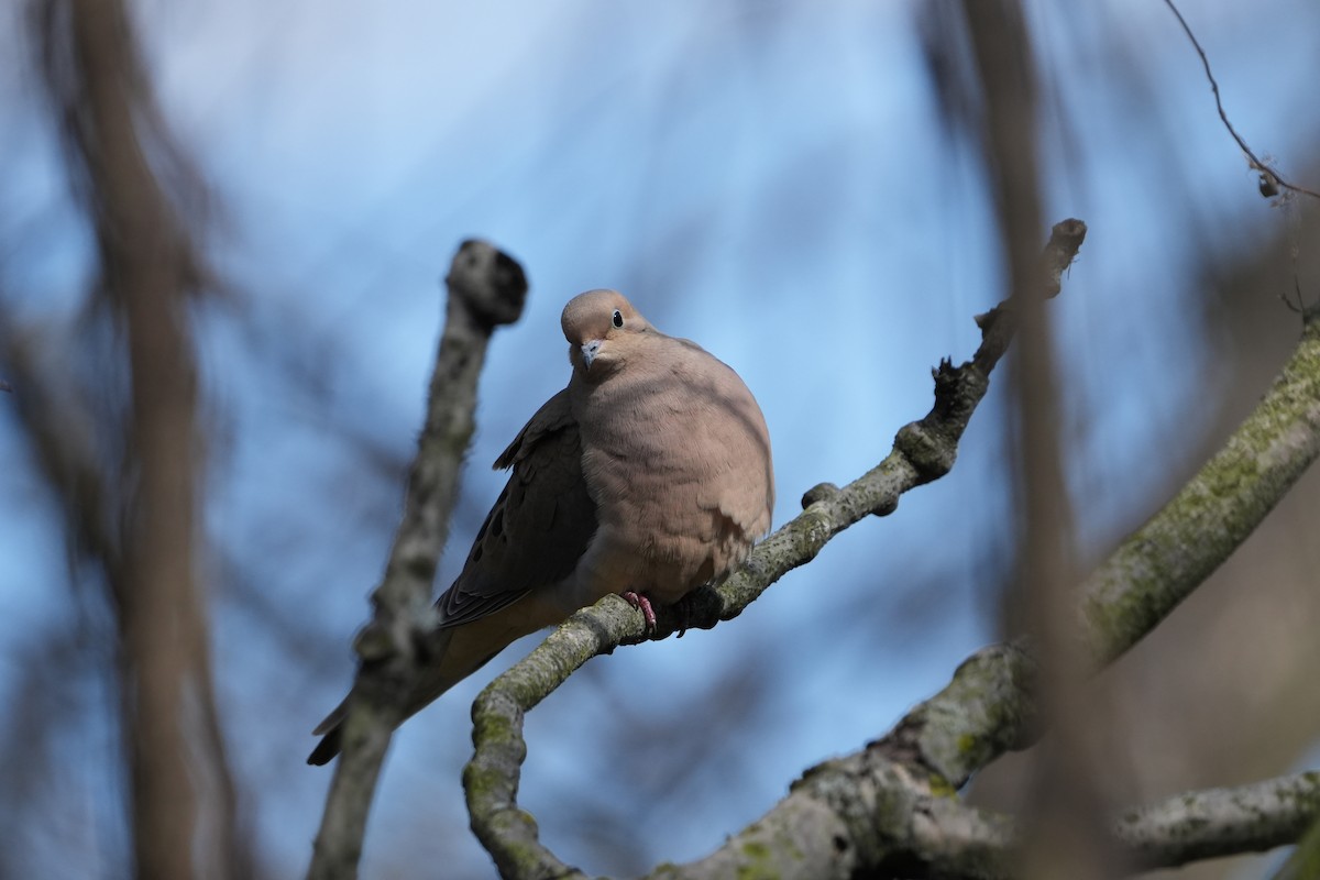 Mourning Dove - ML616642460