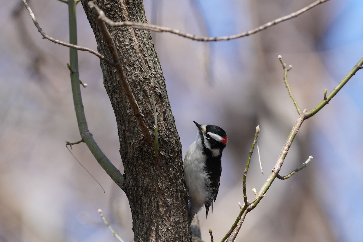 Downy Woodpecker - ML616642480