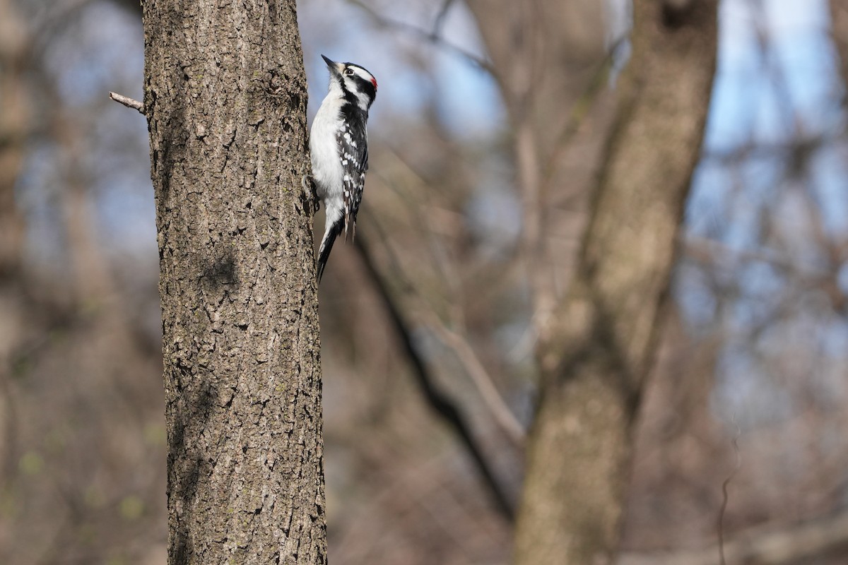 Downy Woodpecker - ML616642481