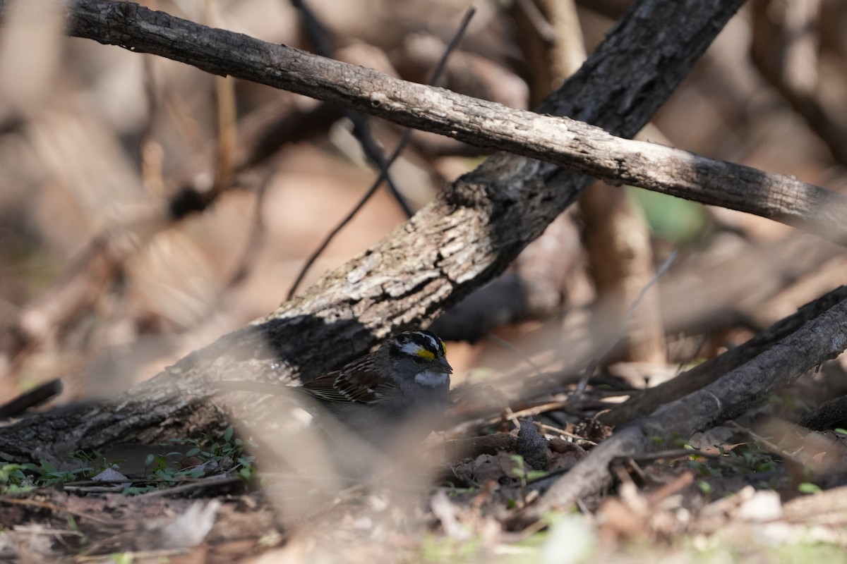 White-throated Sparrow - ML616642486