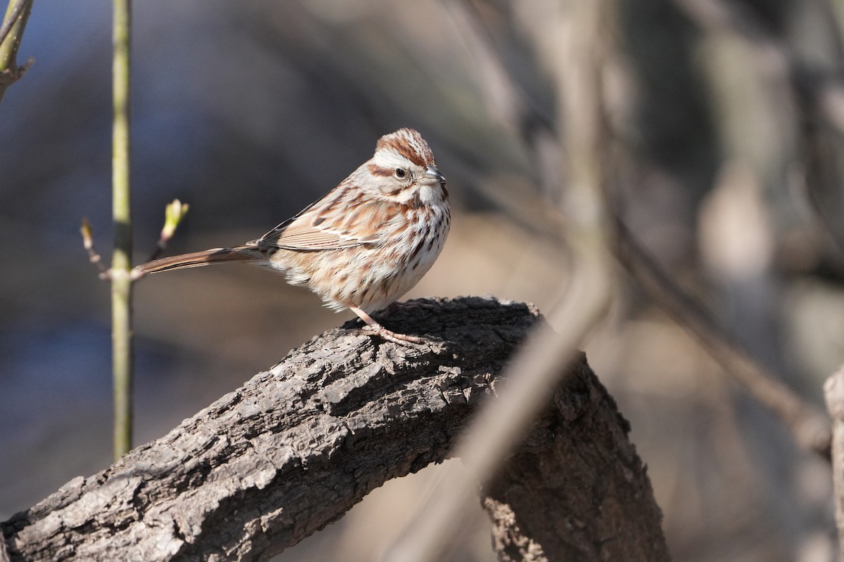 Song Sparrow - ML616642504