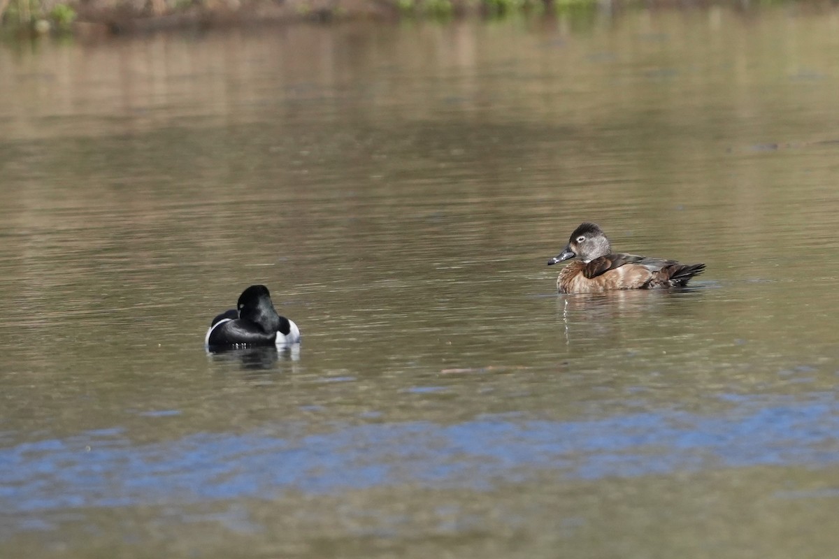 Ring-necked Duck - ML616642526