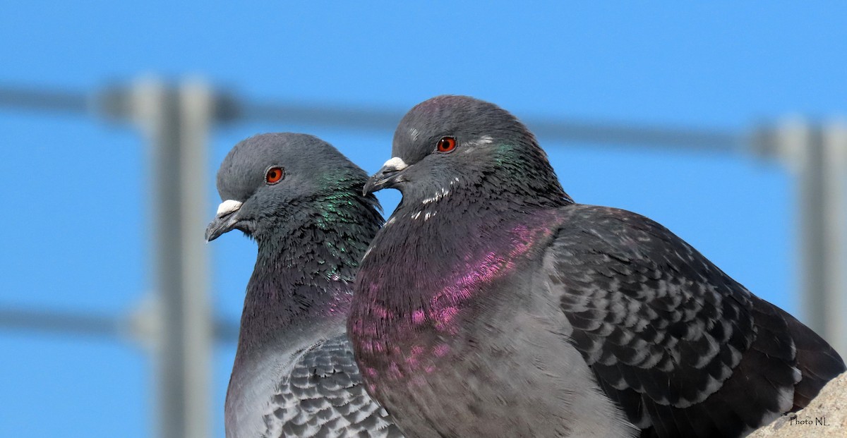 Rock Pigeon (Feral Pigeon) - Nathalie L. COHL 🕊
