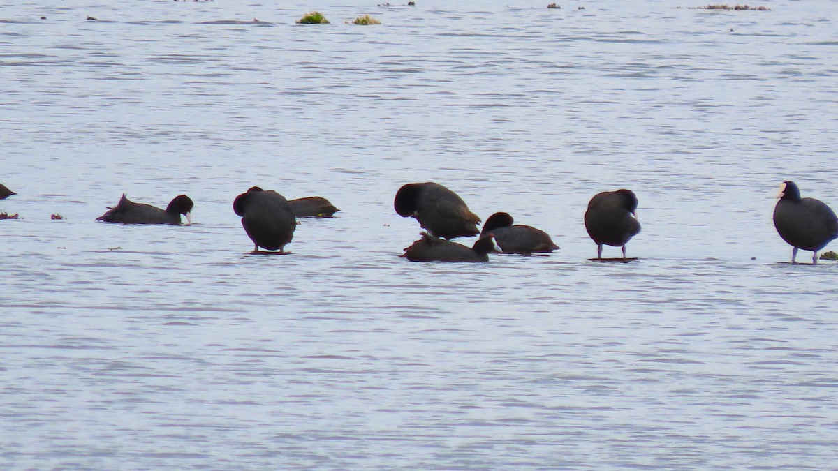 Red-knobbed Coot - ML616642557