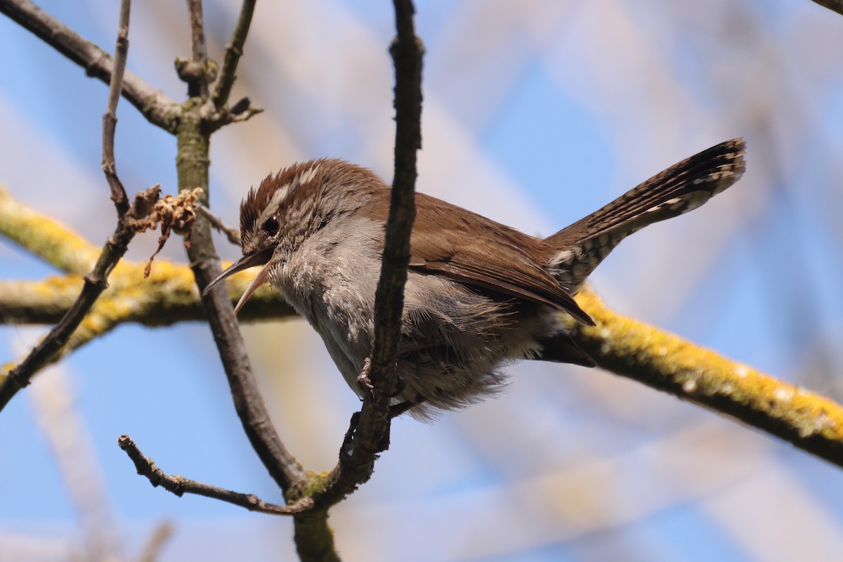 Bewick's Wren (spilurus Group) - ML616642577