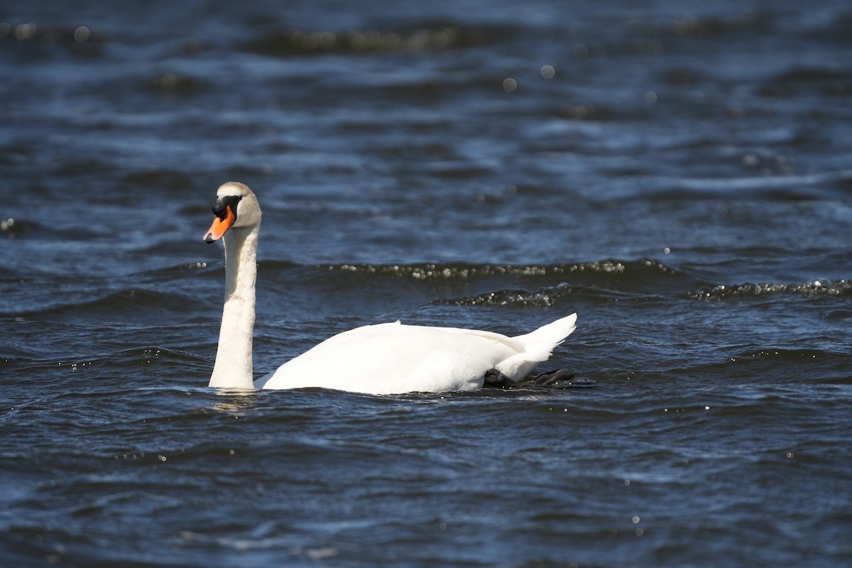 Mute Swan - ML616642588