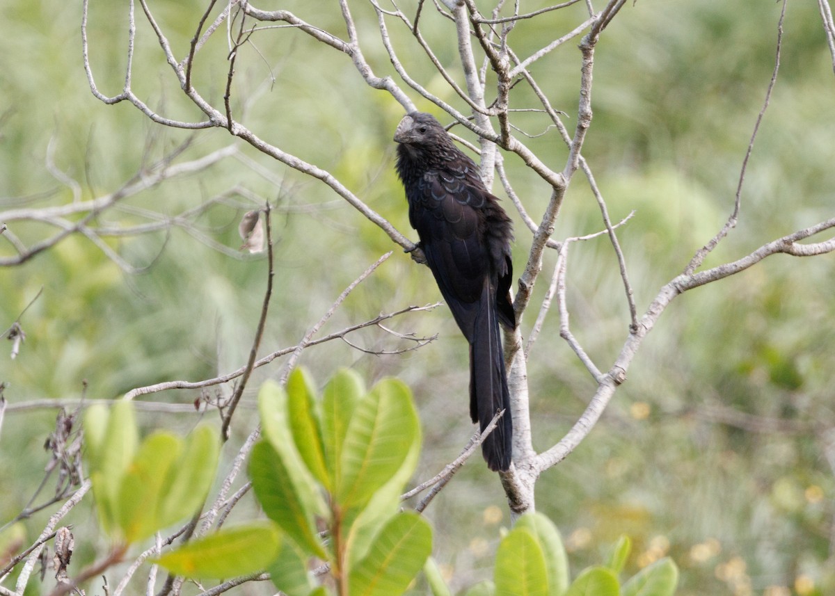 Smooth-billed Ani - Silvia Faustino Linhares