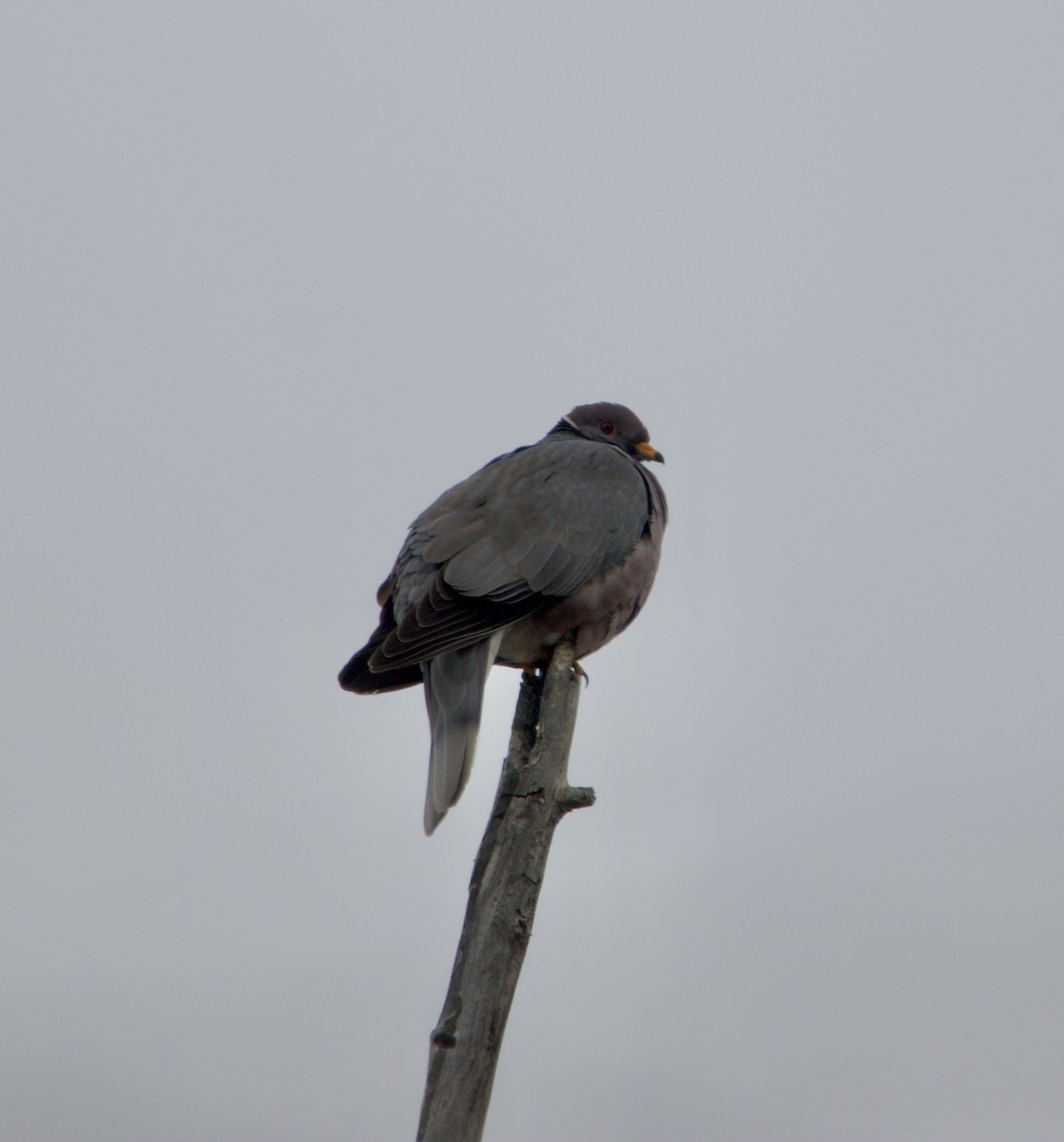 Band-tailed Pigeon - ML616642627