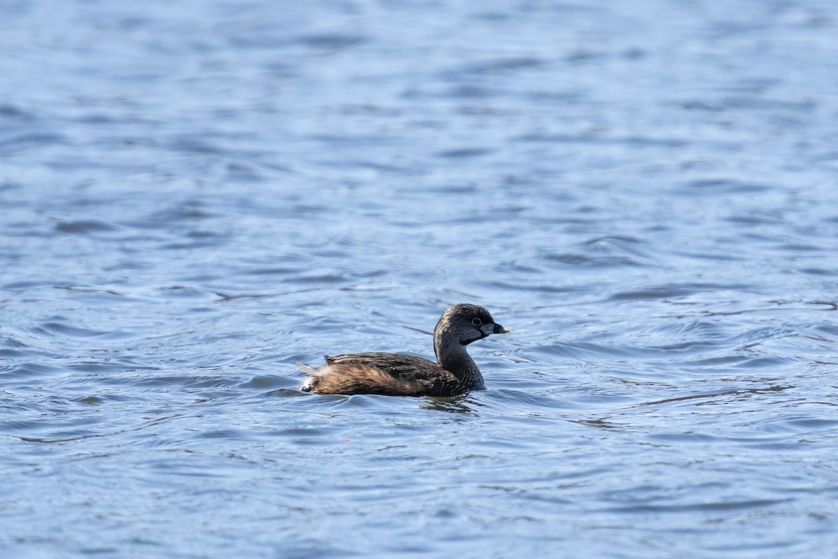 Pied-billed Grebe - ML616642632