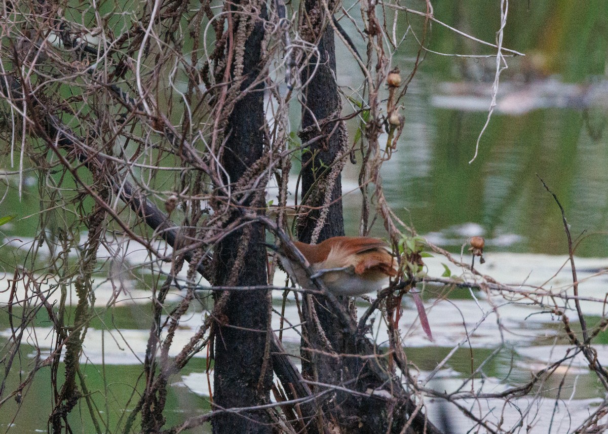 Yellow-chinned Spinetail - ML616642642