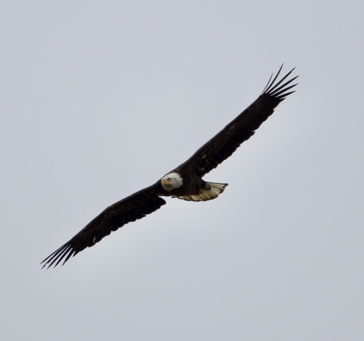 Bald Eagle - ML616642646