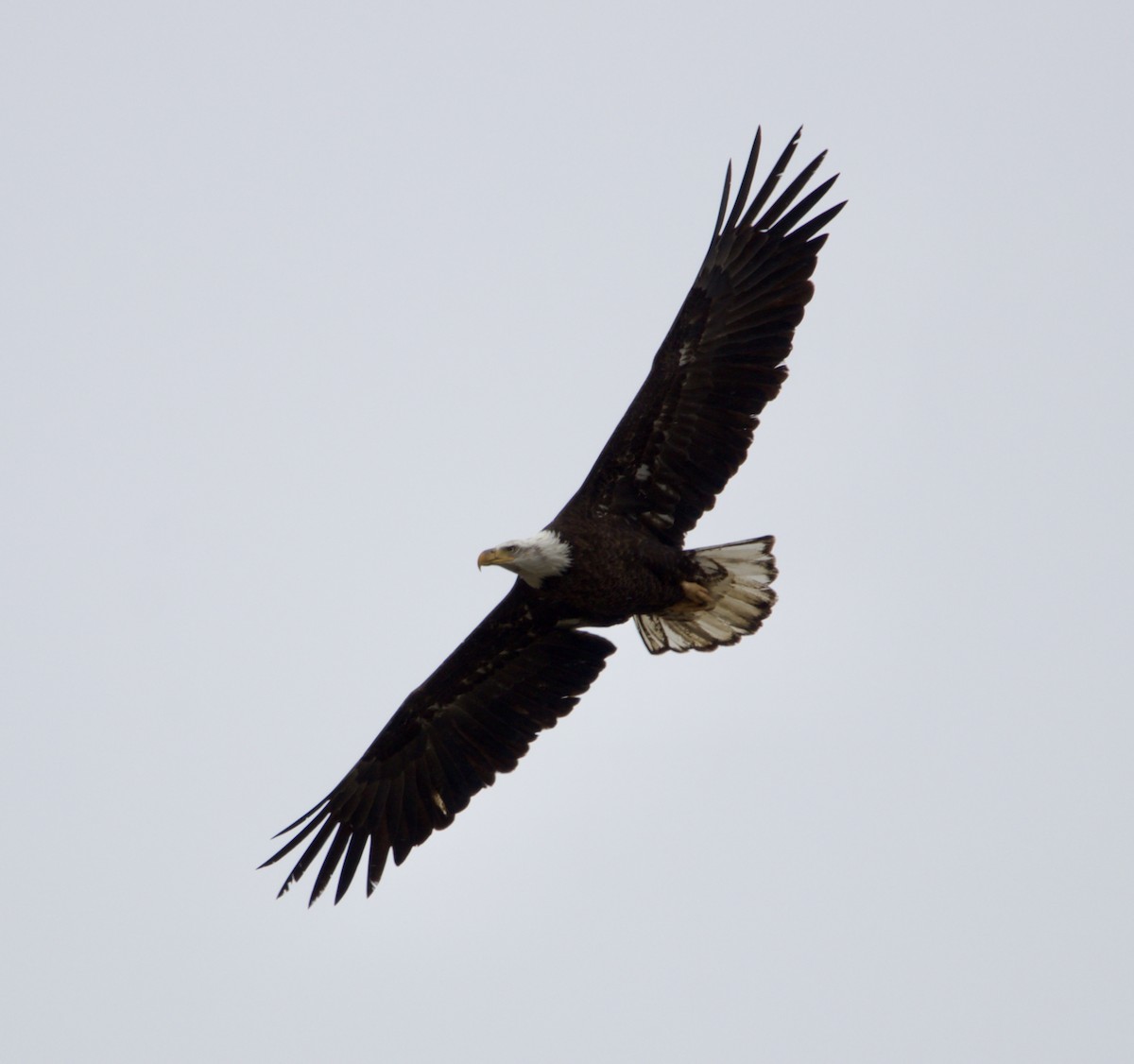 Bald Eagle - ML616642647