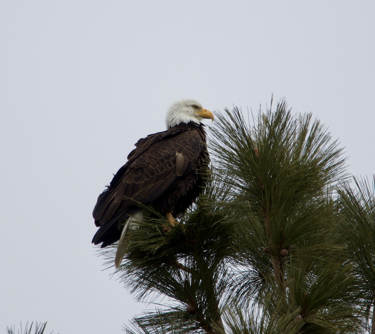 Bald Eagle - ML616642648